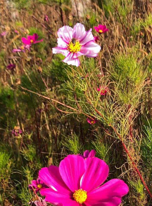 冬日盛开的花（探寻冬天里的芳香世界）