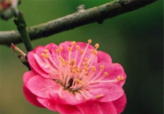 揭秘梅花开花季节（一年四季梅花娇艳，揭秘开花季节及其特点）