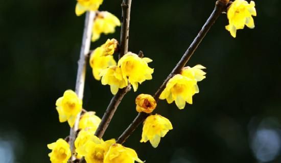 揭秘梅花开花季节（一年四季梅花娇艳，揭秘开花季节及其特点）