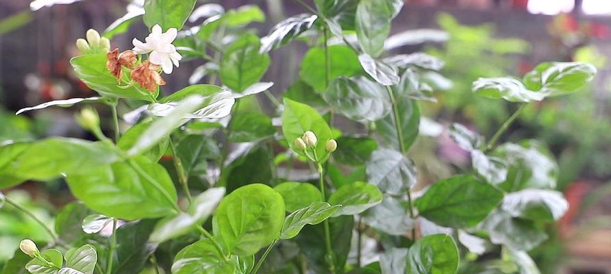 茉莉花的养殖技巧（如何成为茉莉花高手）