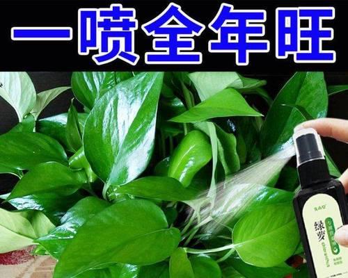 怎样使用肥料挽救绿萝叶子发黄的问题（全面了解绿萝肥料，让你的绿萝变得更加健康）