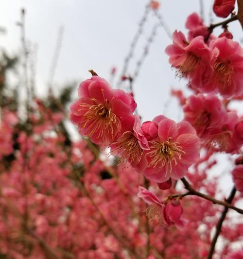 十二月花开花谢——一年四季花开的奇妙变化（每月开放的不同花卉，让我们共同见证大自然的变迁）