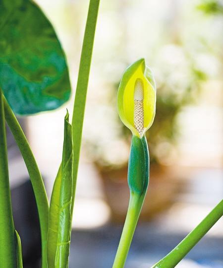 滴水观音的养护全攻略（从种植到繁殖，让你轻松打造观音王国）