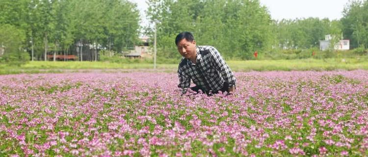 掌握紫云英种植技巧，轻松打造花园盛景（紫云英的种植方法及注意事项）