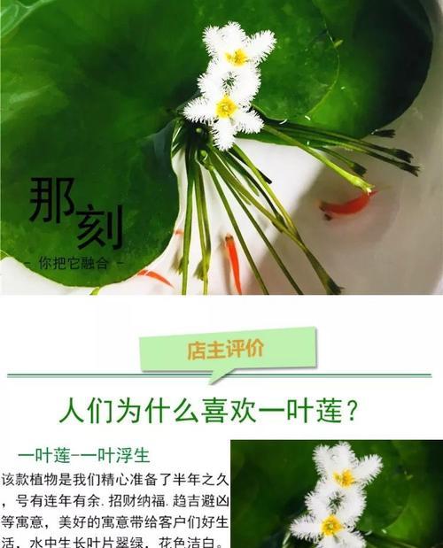 探寻水生花卉之美（解密水中世界的神秘植物）