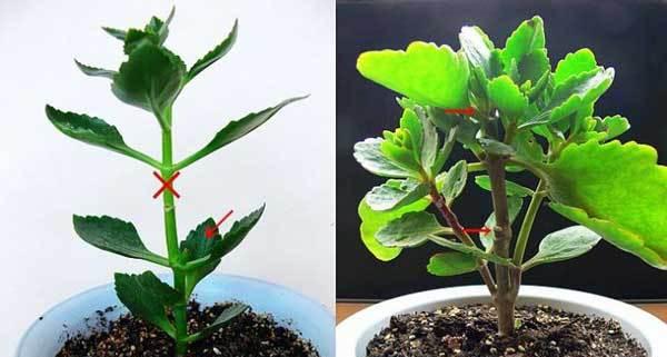 花卉种植技巧（掌握这些方法，让花儿美丽绽放）