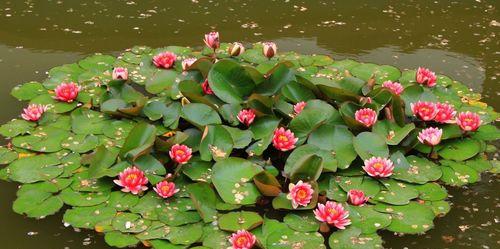 家庭睡莲的种植指南（养护要点、水质管理和养殖细节）