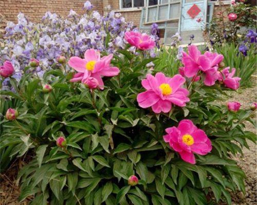 芍药花种子种植指南（从选种到管理，轻松掌握）