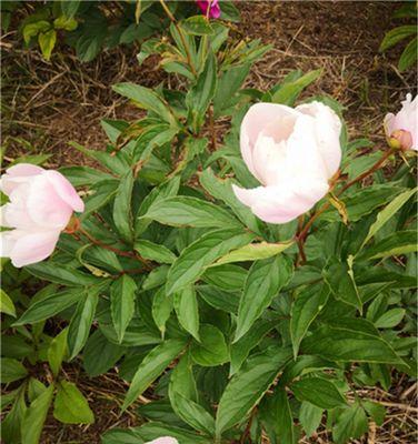 芍药花种子种植指南（从选种到管理，轻松掌握）