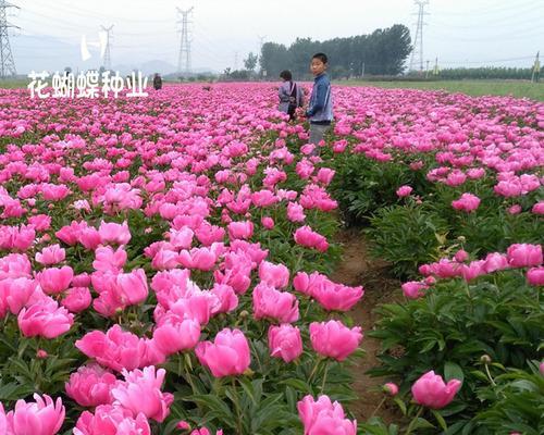 芍药花种子种植指南（从选种到管理，轻松掌握）