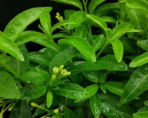 夜来香开花时间及其特点（探讨夜来香花期、花色、花香和繁殖方式）