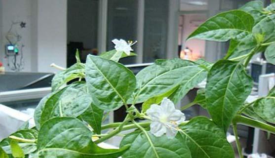 夜来香开花时间及其特点（探讨夜来香花期、花色、花香和繁殖方式）