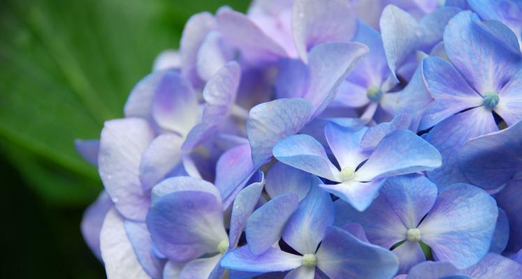 蓝色绣球花的花语（探究蓝色绣球花的意义与象征）