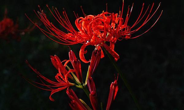 黑蔷薇花语（探寻黑色蔷薇的美与哀）