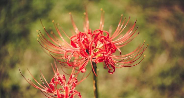 花言巧语-浅谈彼岸花爱情含义（探讨彼岸花在爱情中的象征意义与文化内涵）