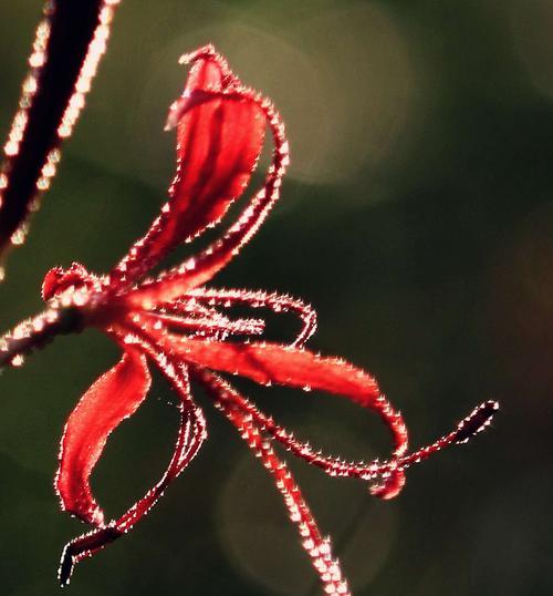 花言巧语-浅谈彼岸花爱情含义（探讨彼岸花在爱情中的象征意义与文化内涵）