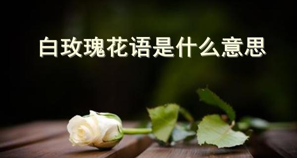 11朵白玫瑰的花语意义（解读白玫瑰的11个花语，让你更懂爱情）