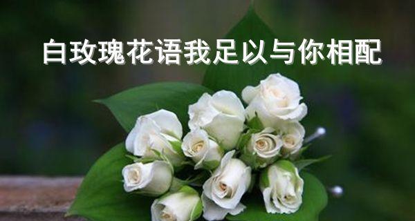 11朵白玫瑰的花语意义（解读白玫瑰的11个花语，让你更懂爱情）