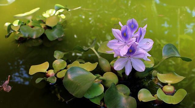 凤眼莲的花语（蕴藏爱与美的花朵-凤眼莲一）