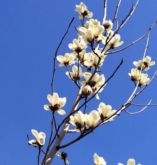 玉兰花的花语（探寻玉兰花的内涵与意义）