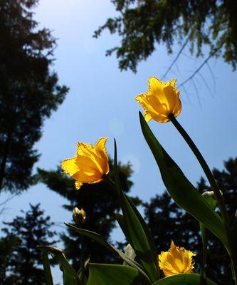 郁金花的花语（探索那些关于爱情、祝福和忠诚的意涵）