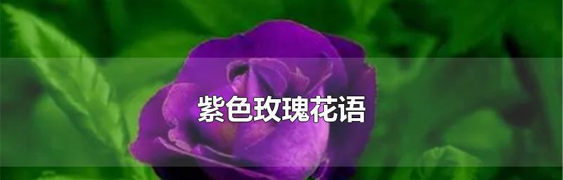 紫玫瑰的传说与花语（传承千年的神秘，紫色的魅力散发芬芳）