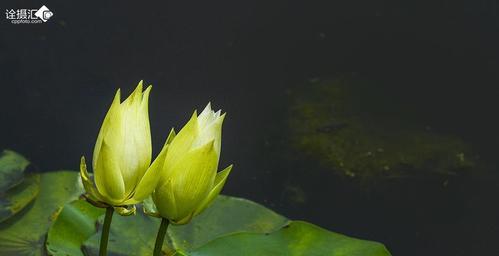 并蒂莲的花语及寓意（探究并蒂莲花的花语和文化背景，了解其象征意义）