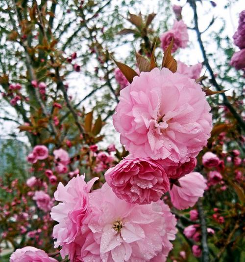 樱花花语的象征与寓意（探寻樱花背后的深刻内涵）