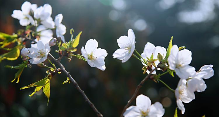 樱花花语的象征与寓意（探寻樱花背后的深刻内涵）