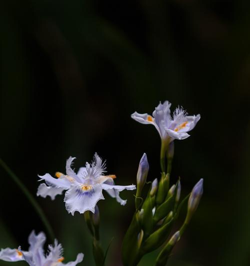 大扁竹兰的花语（探秘大扁竹兰的花语含义，解读它们给我们带来的信息）