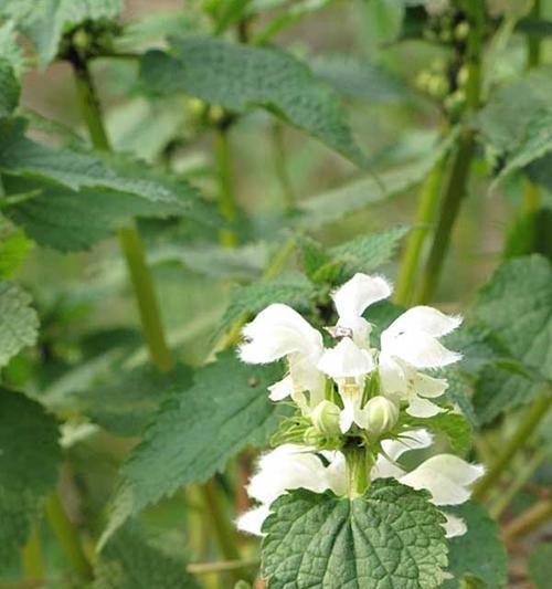 薄荷的花语（清新、疏通身心的花语）