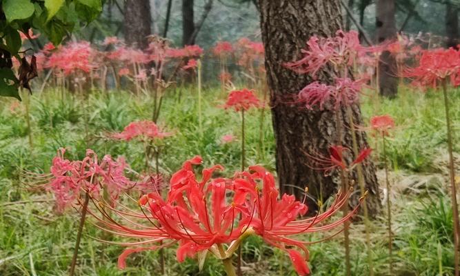 曼陀沙华花语详解（探秘曼陀沙华的浪漫和神秘）