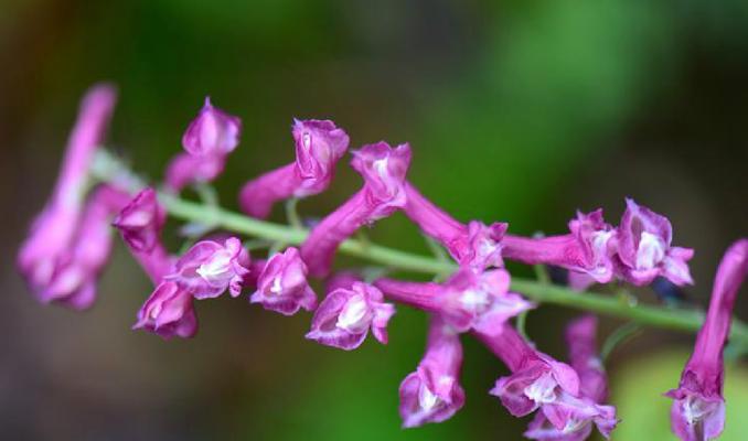 传说中的紫堇花语（揭秘紫堇的美丽传说与神奇花语）