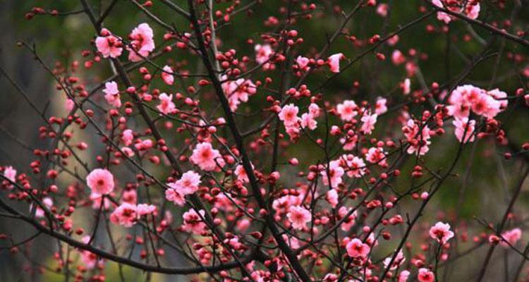 榆叶梅花语的意义与传承（榆叶梅花语的源起、象征意义及文化传承）