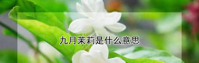 茉莉的寓意（一朵花的深意）