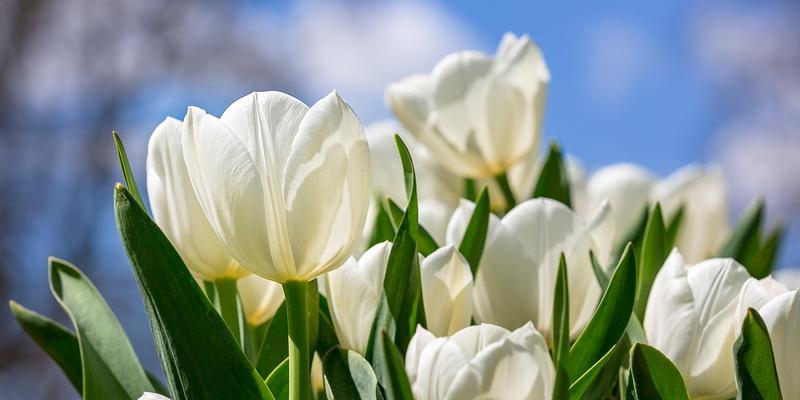 探寻紫色郁金香花语（传递神秘、敬畏与魅力）