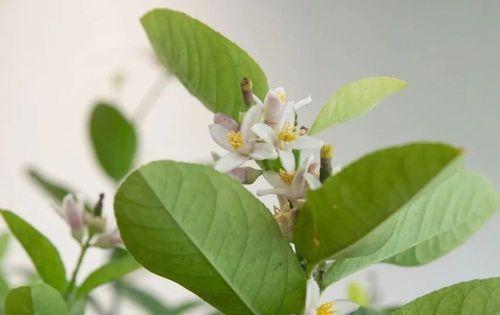 探寻柠檬草花语的深意（解读柠檬草花语，传递内心情感）