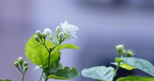 茉莉花花语的深刻含义（探究茉莉花的魅力和美丽）