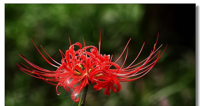 漫步花海，品读彼岸花花语（探寻花海背后的深意，解读彼岸花的吉祥寓意）