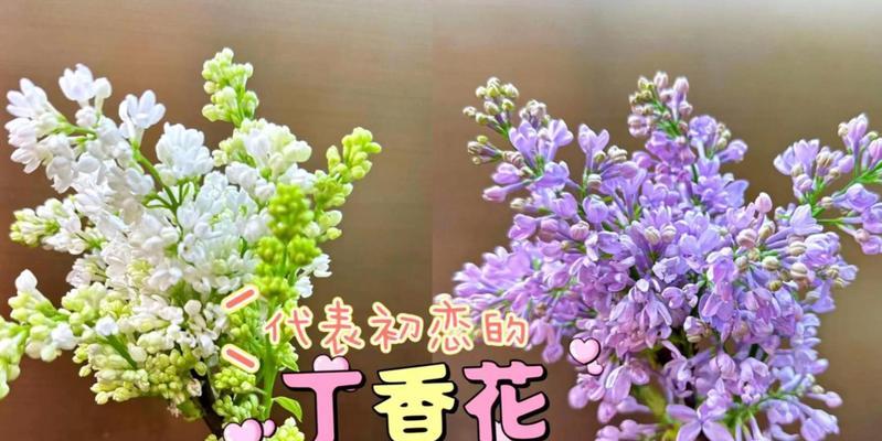 丁香花语（寓意与文化）