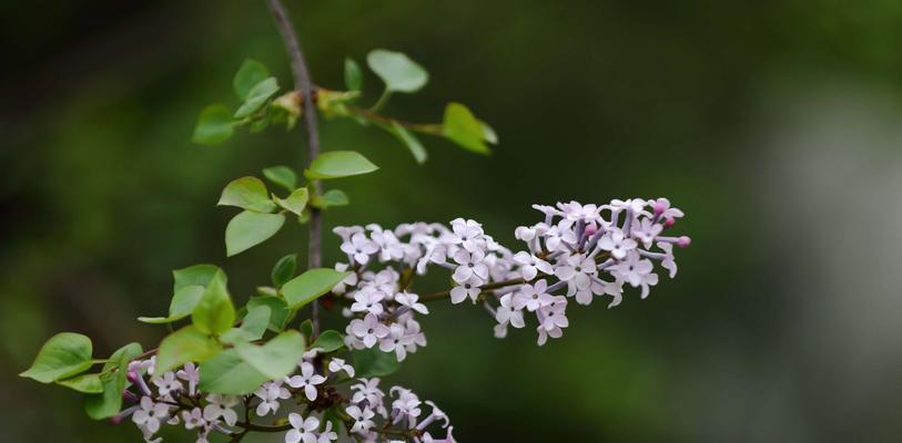 丁香花语（寓意与文化）