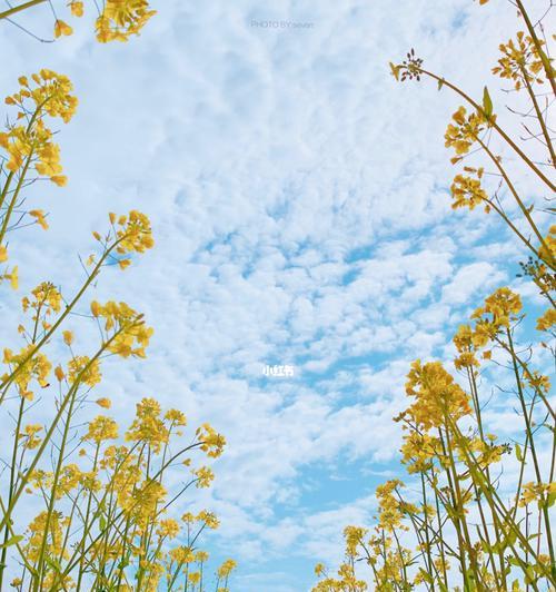 油菜花（从文化背景到花语，探秘油菜花的多重魅力）