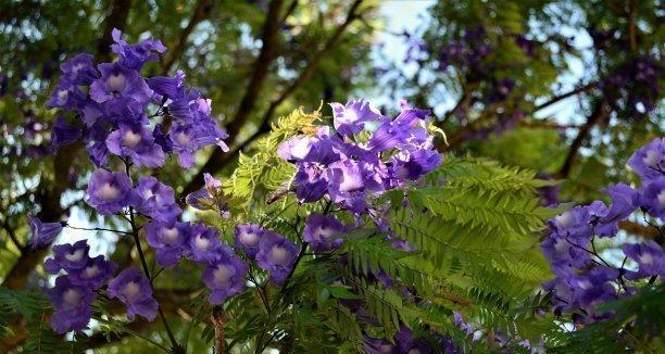 蓝花楹花语寓意解读（蓝花楹的美丽与深刻含义）