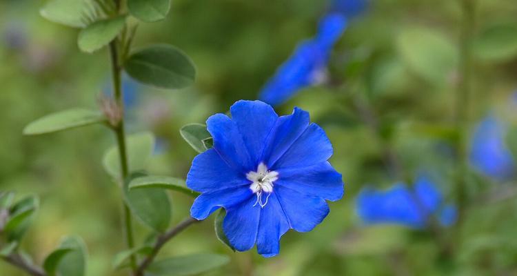 解读蓝星花的花语和寓意（揭秘蓝星花的内涵与人生哲理）