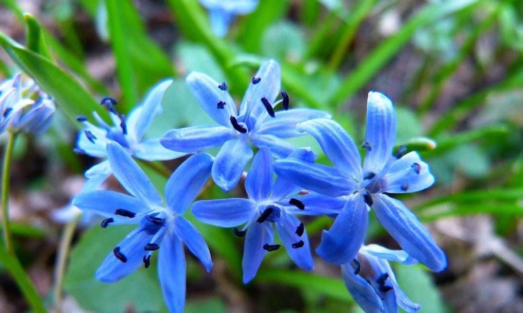 解读蓝星花的花语和寓意（揭秘蓝星花的内涵与人生哲理）