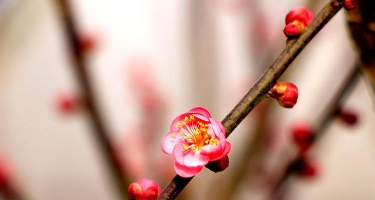 梅花的寓意与花语（探寻梅花的文化内涵）