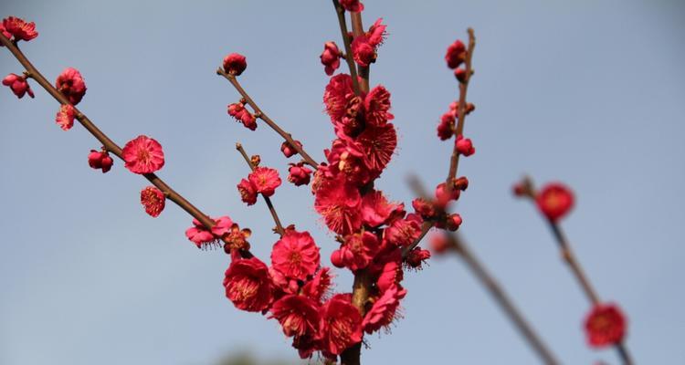 梅花的寓意与花语（探寻梅花的文化内涵）