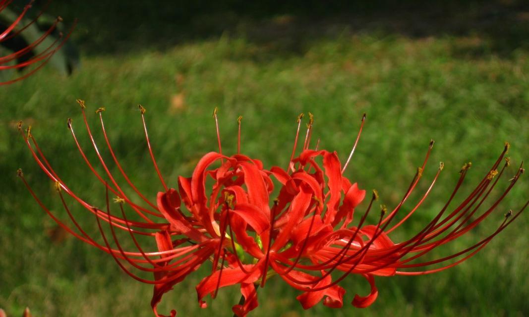 曼珠沙华——传说与花语（神仙花开放着仙境，向人间洒下香雾和美丽）