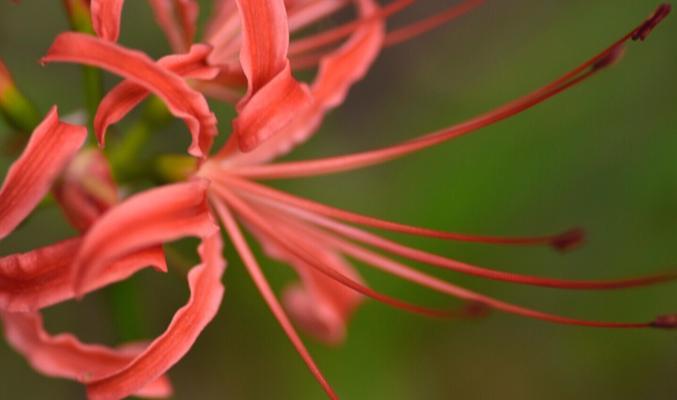 曼珠沙华——传说与花语（神仙花开放着仙境，向人间洒下香雾和美丽）