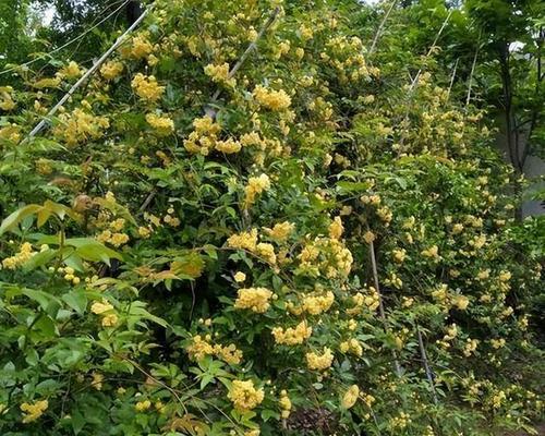 木香花开花时间及注意事项（一年开几次最好？如何正确护理？）